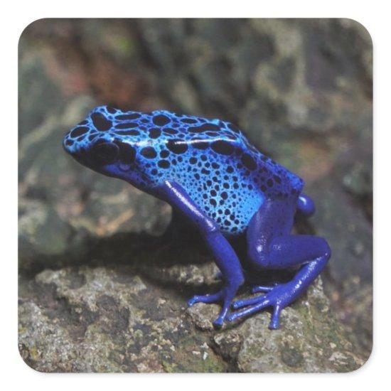 Blue Poison Dart Frog, Bright Blue Frog Square Sticker