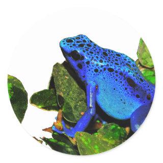 Blue Poison Dart Frog Classic Round Sticker