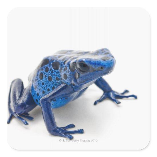 Blue Poison Dart Frog (Dendrobates Tinctorius) Square Sticker