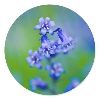 Bluebell flower sticker