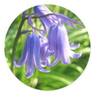 Bluebell flowers - Sticker