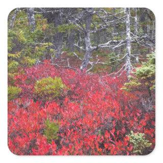 Blueberry bushes and pines square sticker