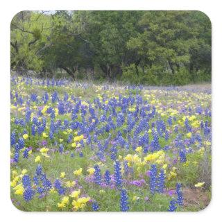 Bluebonnets, primrose, and phlox square sticker
