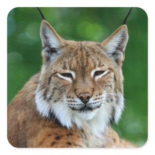 Bobcat, lynx beautiful photo sticker,  stickers