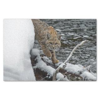 Bobcat Snow Water Photo Tissue Paper