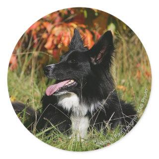 Border Collie Panting Laying Down Classic Round Sticker