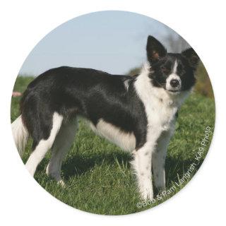 Border Collie Standing Classic Round Sticker