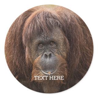 Borneo Orangutan Beautiful Photography Classic Round Sticker