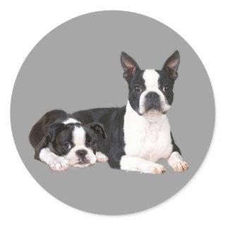 Boston Terrier Buddies Sticker