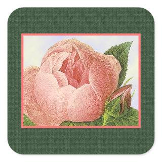 Botanical Pink Cabbage Rose Sticker