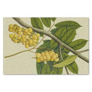 Botanical print Lanzones Tissue Paper