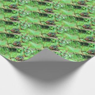 Box Turtle
