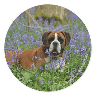 Boxer Laying in Bluebells Classic Round Sticker