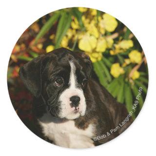 Boxer Puppies Classic Round Sticker