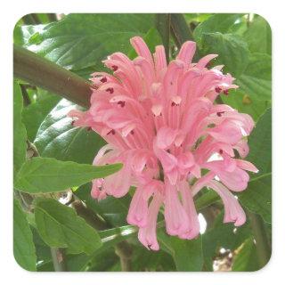 Brazilian plume flower square sticker