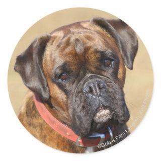 Brindle Boxer Dog Classic Round Sticker