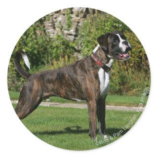 Brindle Boxer Dog Show Stance Classic Round Sticker