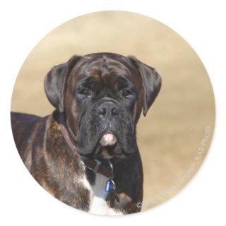 Brindle Boxer Dog Standing Classic Round Sticker