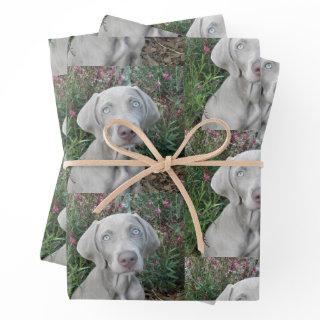 Brooklyn's Garden Party - Weimaraner Dog   Sheets