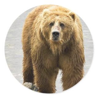 Brown bear classic round sticker