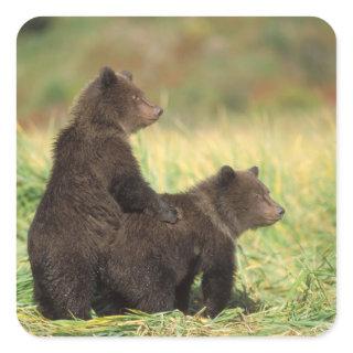 brown bear, Ursus arctos, grizzly bear, Ursus 2 Square Sticker