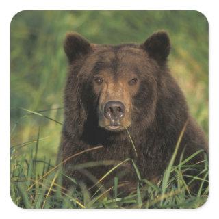 brown bear, Ursus arctos, grizzly bear, Ursus 9 Square Sticker