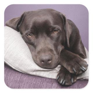 Brown / Black Labrador Retriever Dog Sticker