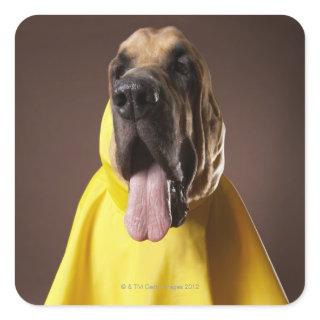 Brown bloodhound dog wearing yellow raincoat square sticker