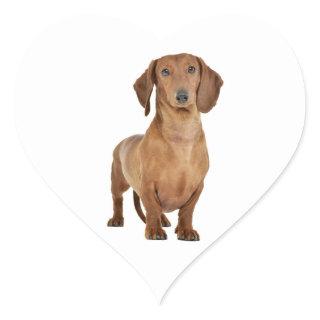 Brown Dachshund Puppy Dog Love Heart Heart Sticker