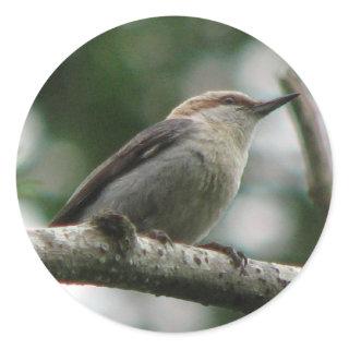 Brown-headed Nuthatch Sticker