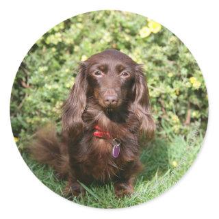 Brown Long-haired Miniature Dachshund Classic Round Sticker