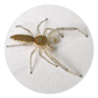 Brown Male Jumping Spider Series Matching Items Classic Round Sticker