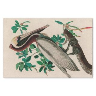 Brown Pelican Birds of America Audubon Print Tissue Paper