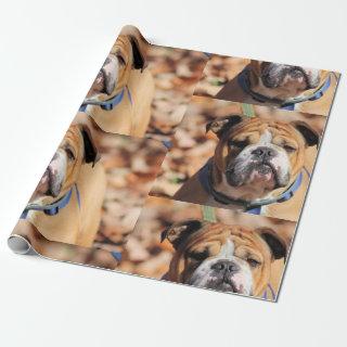 Buddy Bulldog