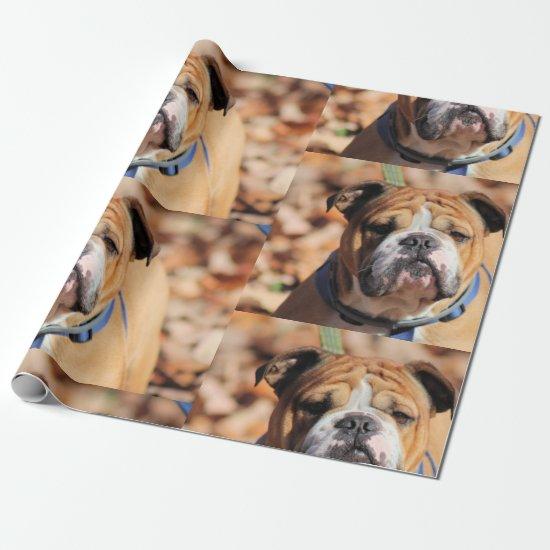 Buddy Bulldog