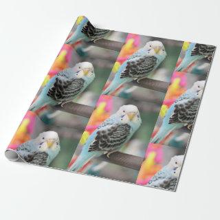 Budgie