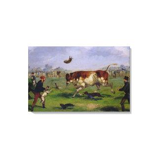 Bull Baiting (oil on paper laid on panel) Canvas Print