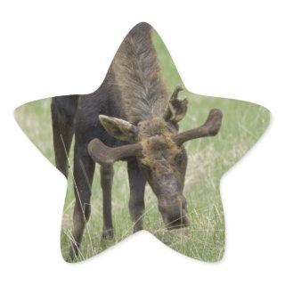 Bull Moose Stickers