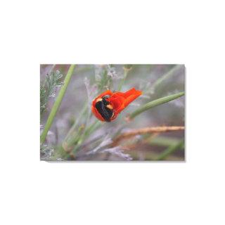 Bumble bee asleep in a California poppy  Canvas Print