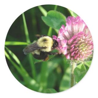 Bumble Bee on  Red Clover Classic Round Sticker