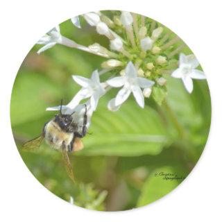 Bumblebee & flowers classic round sticker