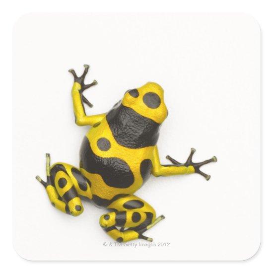 Bumblebee Poison Dart Frog Square Sticker