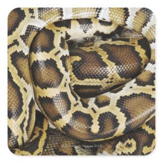 Burmese python square sticker