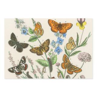 Butterflies and Flowers Vintage Illustration 1  Sheets