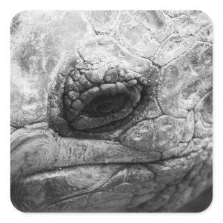 BW Tortoise Square Sticker