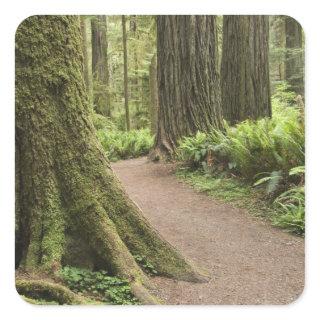 CA, Jedediah Smith State Park, Simpson-Reed Square Sticker