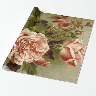 Cabbage Rose Flowers