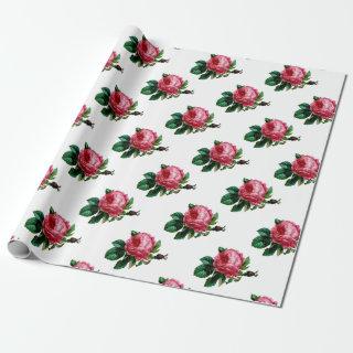 Cabbage Rose