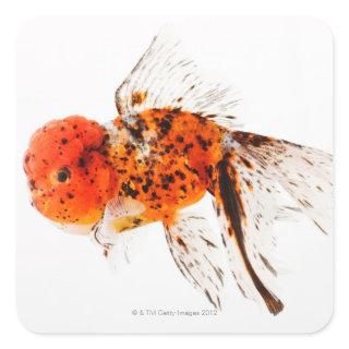Calico lionhead goldfish (Carassius auratus) Square Sticker