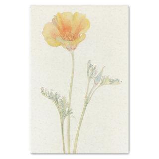 California Poppy by Margaret Armstrong Tissue Paper